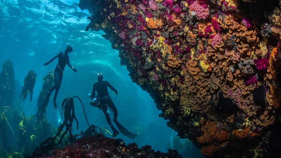 Cape Town: Ocean Safari in Hout Bay - Should you book it?