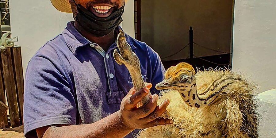 CAPE TOWN: OSTRICH RANCH QUAD BIKE RIDE & OSTRICH TOUR - Who will enjoy this activity most?