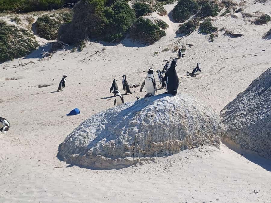 Cape Town .Penguin & Cape of good hope Half day Share Tour - Guide quality can shape the whole morning
