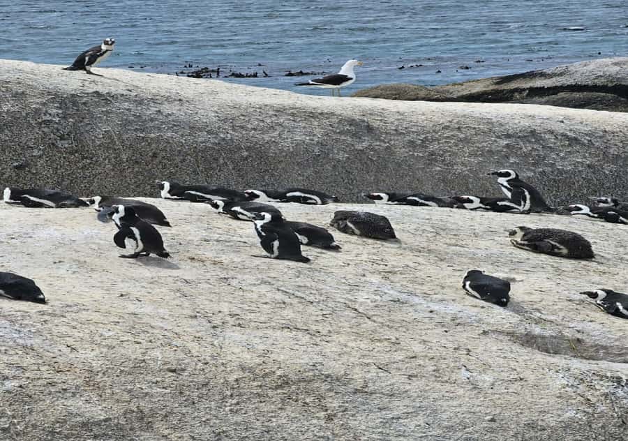 Cape Town: Penguin Watching at Boulders Beach Half Day Tour - Key details before you book