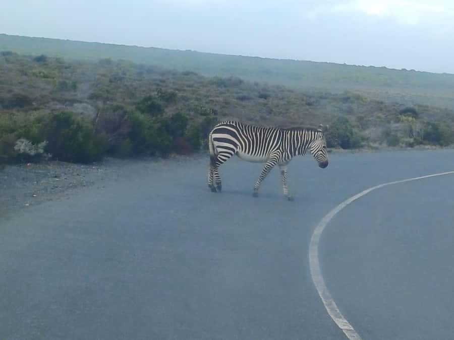 Cape Town: Penguins and Cape of Good Hope Sunset Tour - The return through Cape scenery and Signal Hill sunset