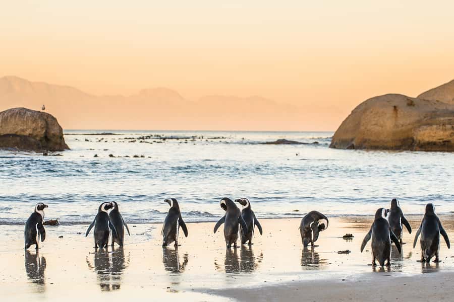 Cape Town: Penguins & Cape of Good Hope Day Tour with Pickup - Why this Cape Peninsula day works so well