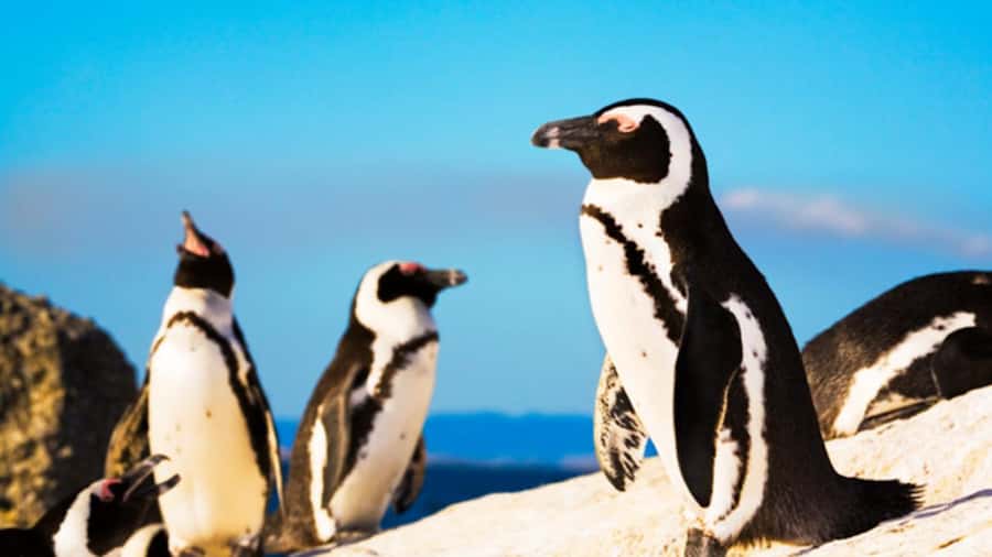 Cape Town: Penguins & Cape of Good Hope Half Day Shared Tour - FAQ