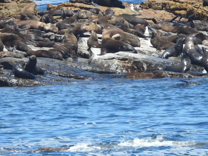 Cape Town: Penguins & Cape of Good Hope Half Day Shared Tour - The vehicle, guide, and group size