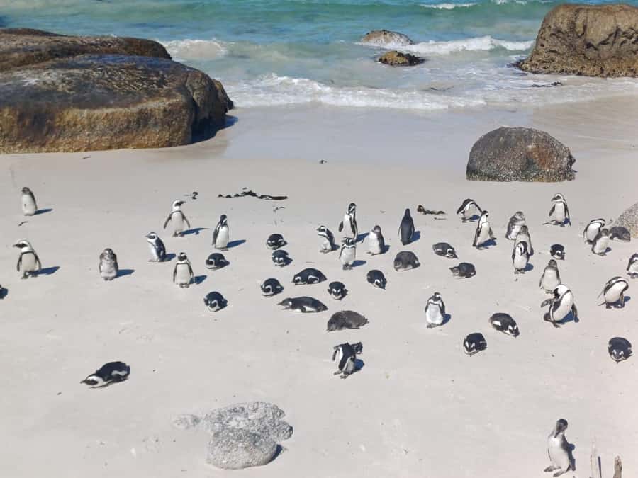 Cape Town: Penguins & Cape of Good Hope Half-Day Tour - Boulders Beach and its African penguins