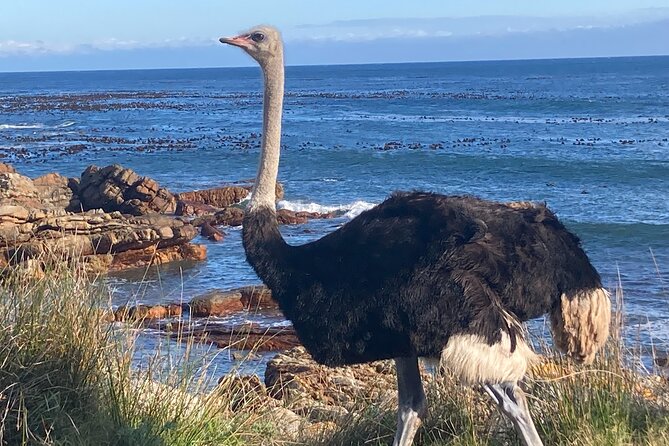 Cape Town: Peninsula, Cape of Good Hope and Penguins Tour - Chapman’s Peak Drive and the Atlantic cliffs