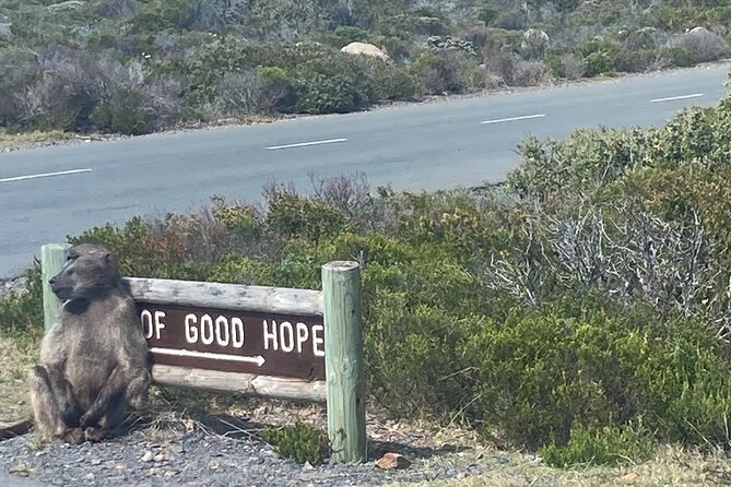 Cape Town: Peninsula, Cape of Good Hope and Penguins Tour - What Michele adds to the day