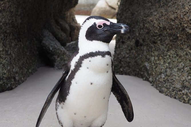 Cape Town Peninsula Day Tour ( Cape Point/Boulders/Wine Tasting) - Boulders Beach and Its Penguin Colony