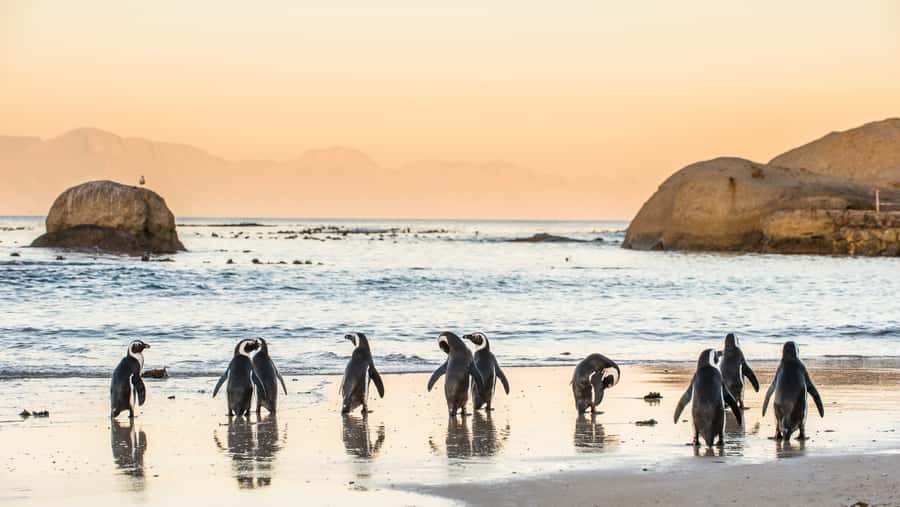 Cape Town: Peninsula, Penguins & Cape of Good Hope Day Tour - The False Bay return through Muizenberg