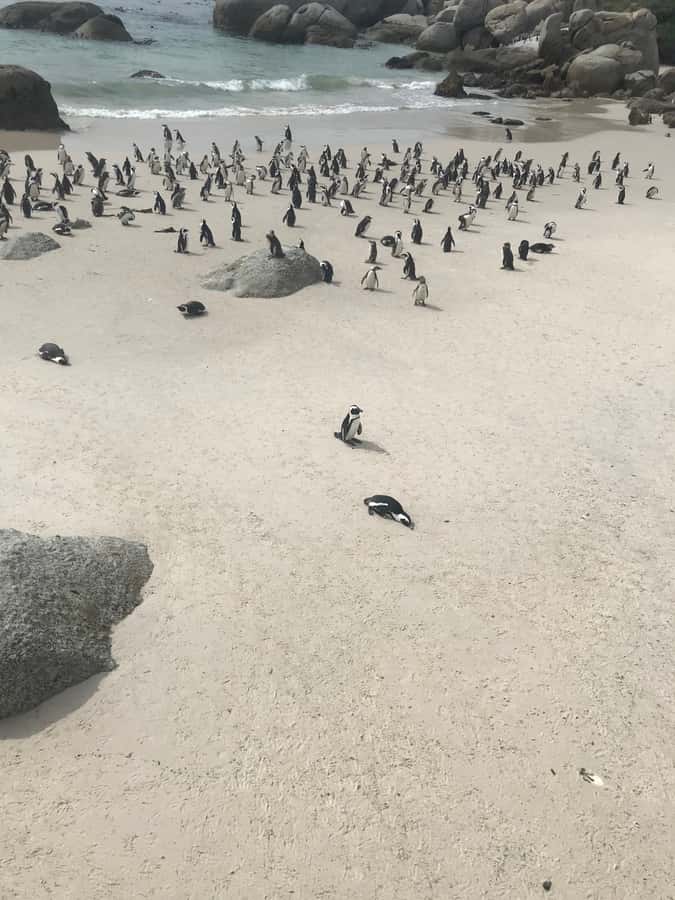 Cape Town: Peninsula Road Bike Tour - Boulders Beach adds penguins to the ride
