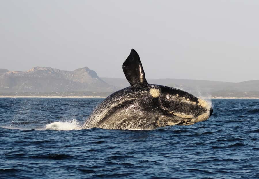 Cape Town: Premium Attractions City Pass with Bus Tour - Waterfront cruises and city attractions