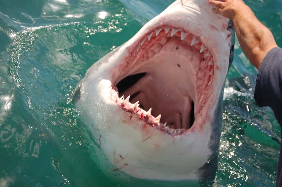 Cape Town: Premium Attractions City Pass with Bus Tour - Price and value at $237
