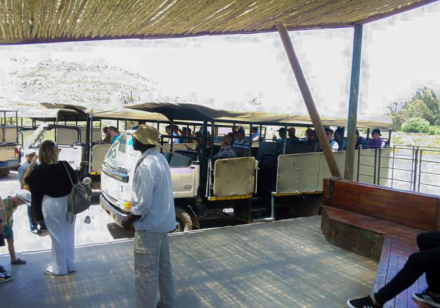 Cape Town: Private Aquila Reserve Safari with Winery Lunch - The 2 to 3 hour game drive