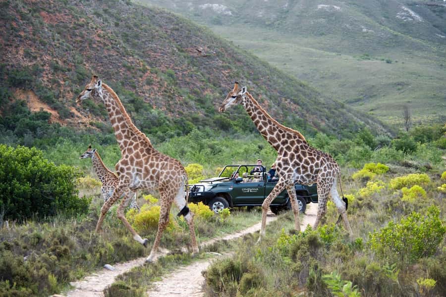 Cape Town: Private Aquila Reserve Safari with Winery Lunch - Fairview wine and cheese on the return route