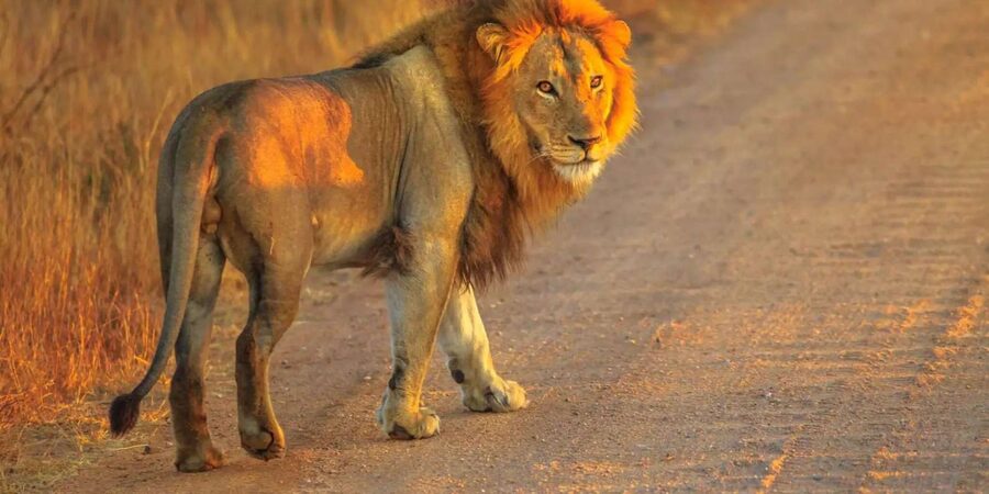 Cape Town: Private Aquila Reserve Safari with Winery Lunch - Price, extra fees, and the real value