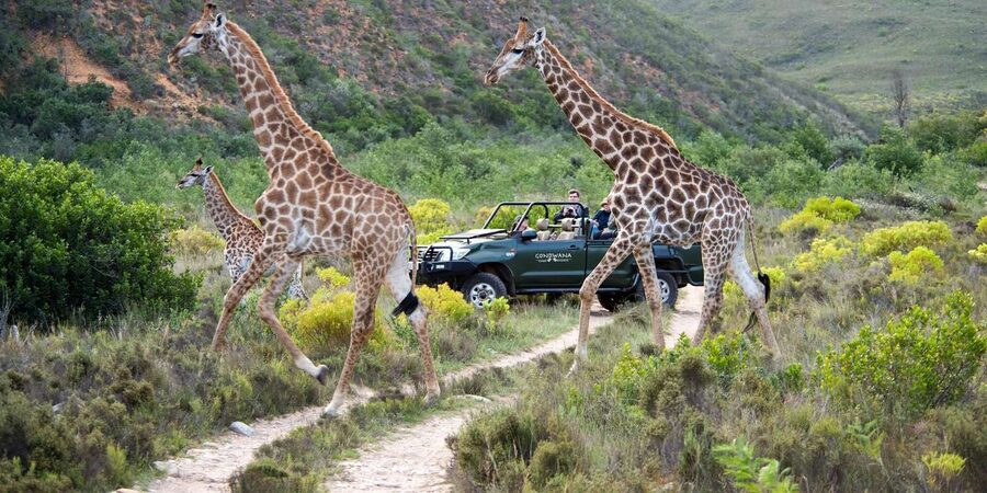 Cape Town: Private Aquila Reserve Safari with Winery Lunch - How to prepare for the long day