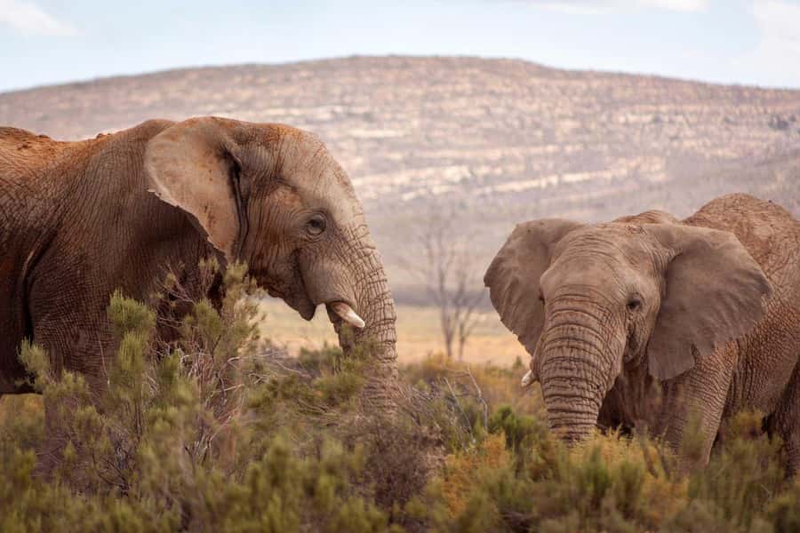 Cape Town: Private Aquila Reserve Safari with Winery Lunch - What the Aquila arrival is really like
