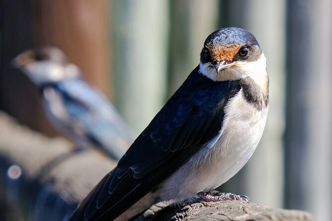 Cape Town Private Birding Tour - A nine-hour birding day across Cape Town