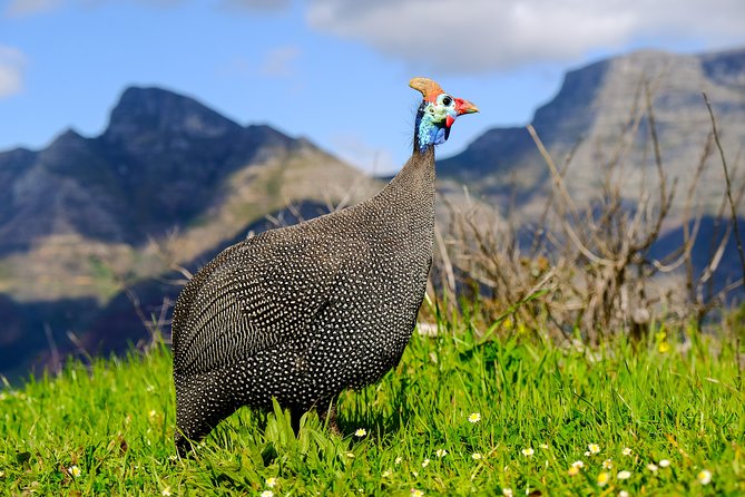 Cape Town Private Birding Tour - Strandfontein Sewage Works: the day’s strongest birding site