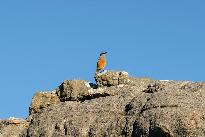 Cape Town Private Birding Tour - Silvermine Dam: a mountain finish if time remains