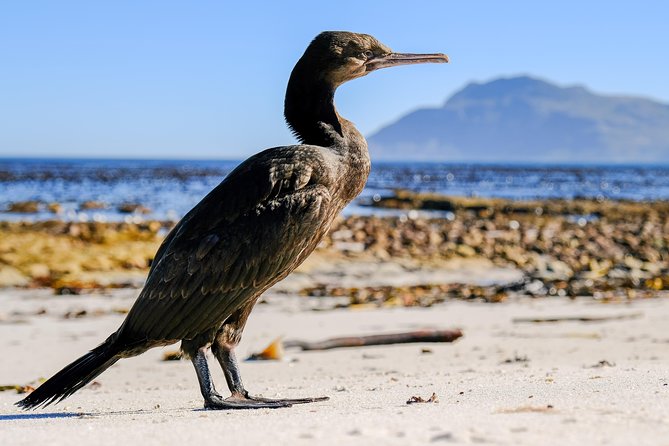 Cape Town Private Birding Tour - What Mark adds to the experience