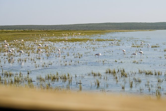 Cape Town Private Birding Tour - Price, extra fees, and the real value