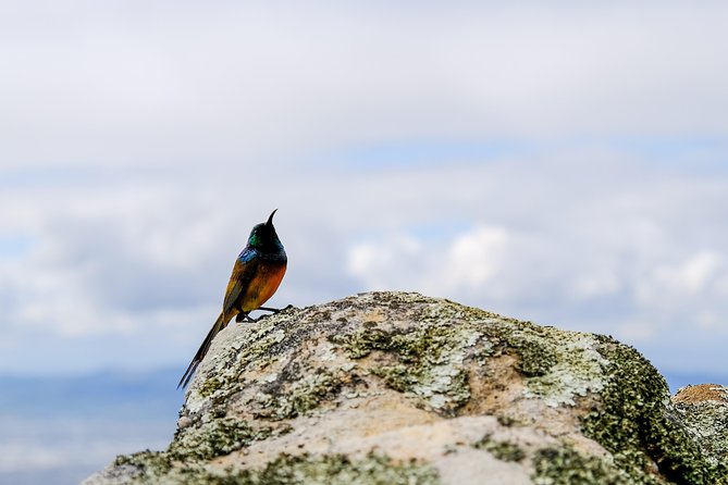 Cape Town Private Birding Tour - Kirstenbosch: forest and fynbos birds on Table Mountain
