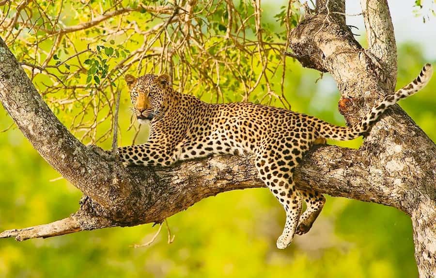 Cape town: Private Full-day Big 5 Aquila Game Reserve Tour - The long road from Cape Town to Aquila