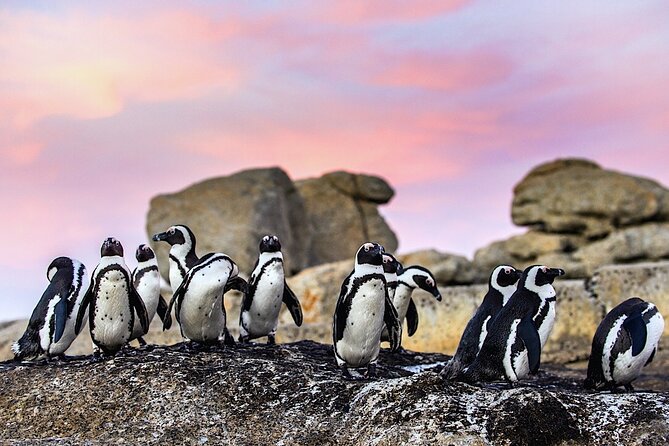 Cape Town Private Group Tour to Cape of Good Hope and Boulders Penguins Colony - Camps Bay and Chapman’s Peak views