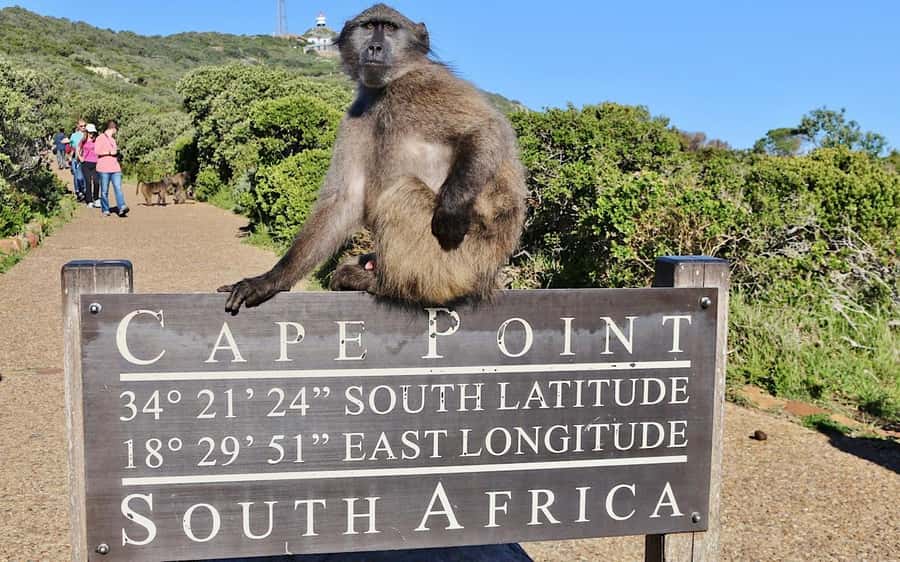 Cape Town Private Tour to Cape Of Good Hope and the Penguins - Noordhoek adds coffee and breathing room