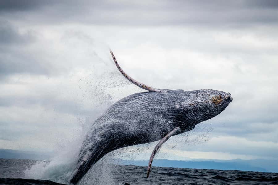 Cape Town: Private Tour with Customizable Itinerary - Key points to know before you book