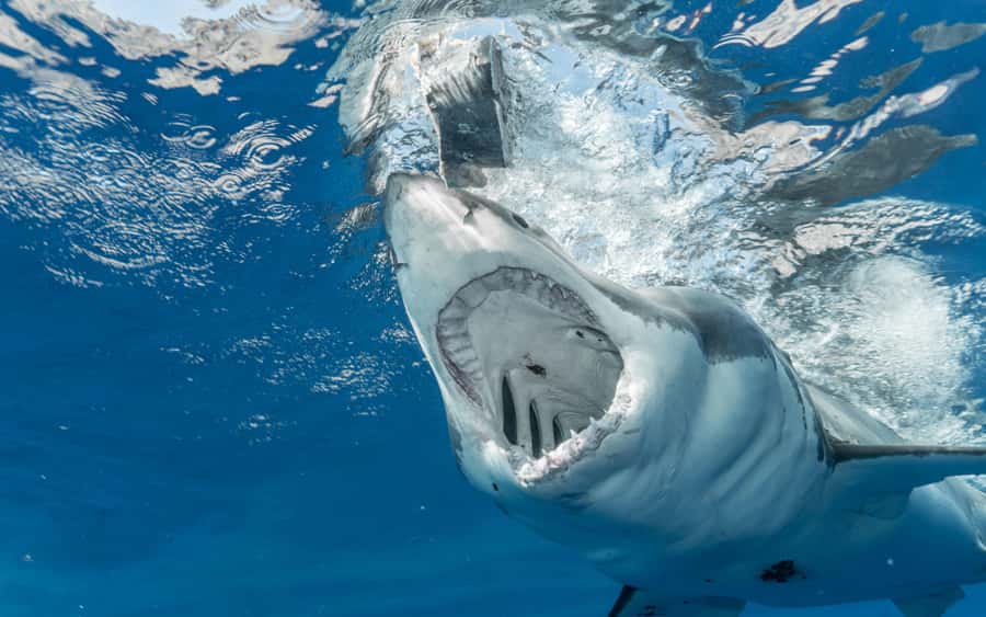 Cape Town: Private Tour with Customizable Itinerary - A private day with room to change course