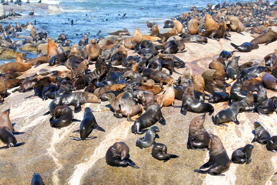 Cape Town: Robben Island Ferry Ticket and Townships Tour - Why this tour reaches beyond Cape Town’s postcard view