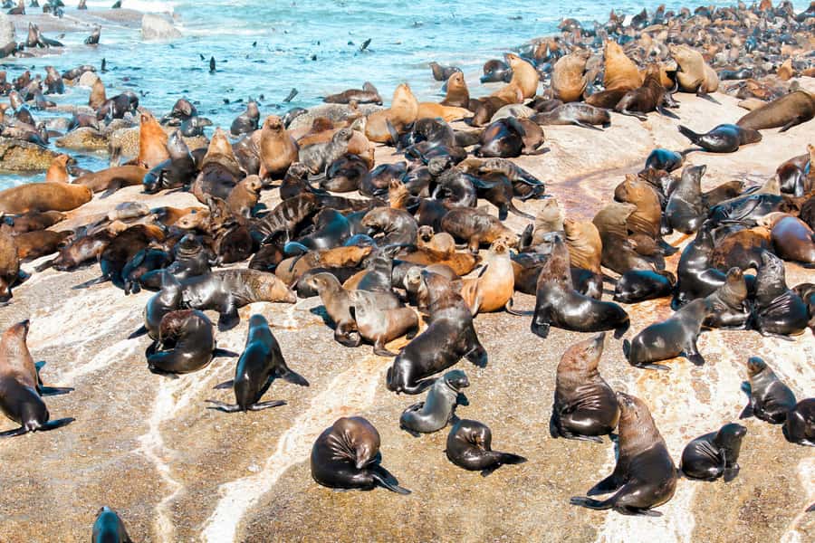Cape Town: Robben Island Ferry Tour with 1-Way Hotel Pickup - Timing, access, and practical planning