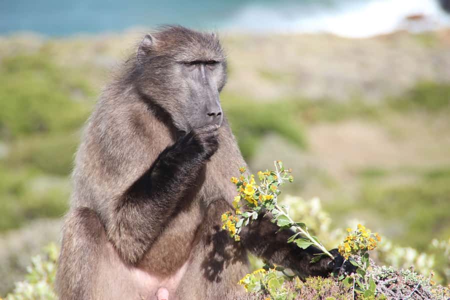Cape Town's Best: Cape Point & Boulders Beach Group Tour - Why this Cape Peninsula day works well