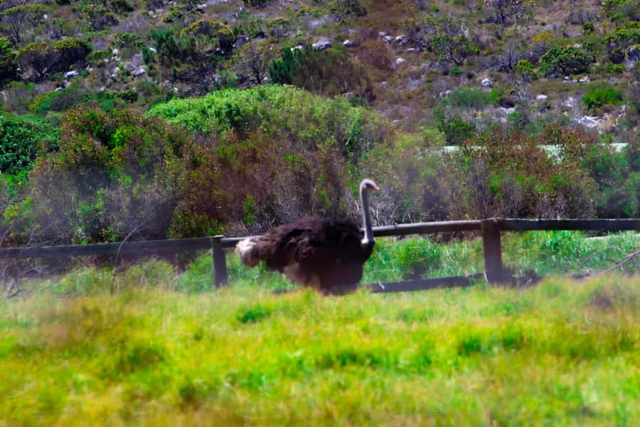 Cape Town's Best: Cape Point & Boulders Beach Group Tour - Boulders Beach brings you close to African penguins