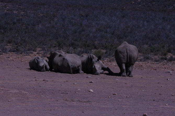 Cape Town Safari Big 5 experience all inclusive - Breakfast before the game drive
