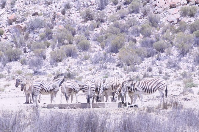 Cape Town Safari Big 5 experience all inclusive - Who should book this Aquila experience?