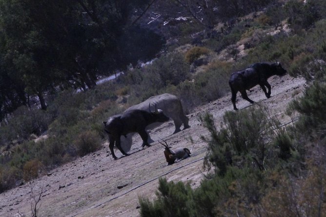 Cape Town Safari Big 5 experience all inclusive - The Aquila game drive and Big Five focus