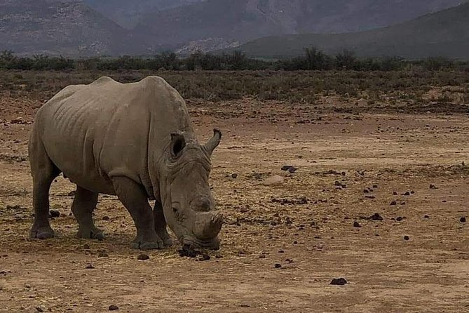 Cape Town Safari Transfers - Why this transfer makes a Cape Town safari easier