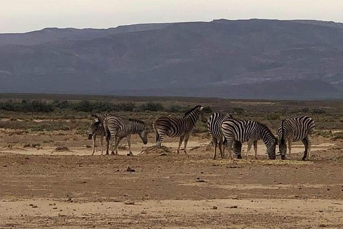 Cape Town Safari Transfers - Is $142.37 a fair price?