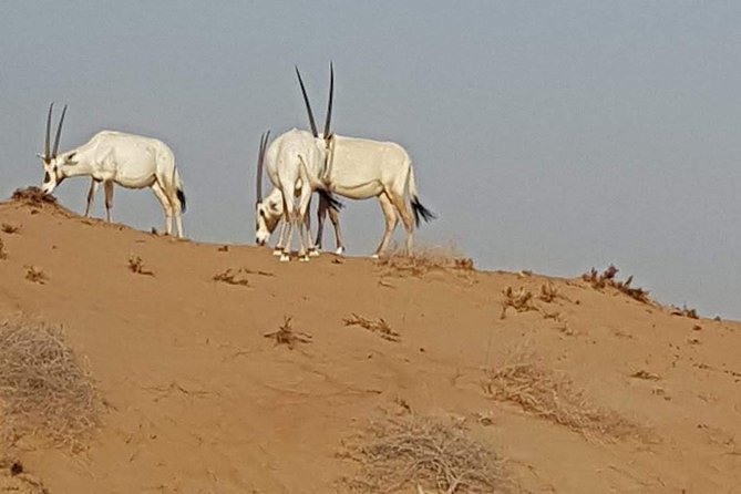 Cape Town Safari Transfers - Comfort, meals, and what to bring