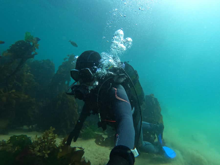 Cape Town: Scuba Diving Experience for Beginners - About 90 minutes beneath the surface