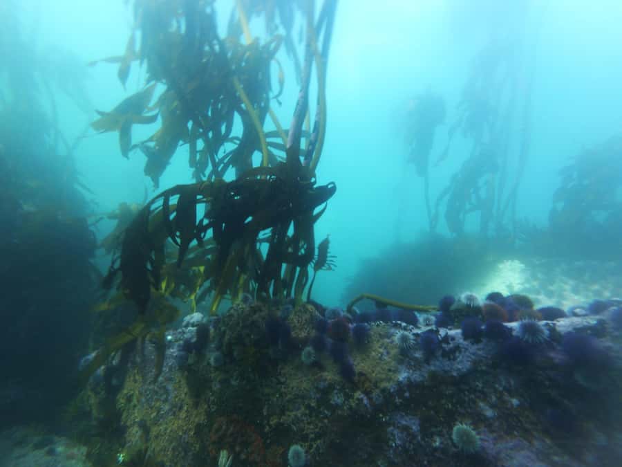Cape Town: Scuba Diving Experience for Beginners - What the $112 price really covers