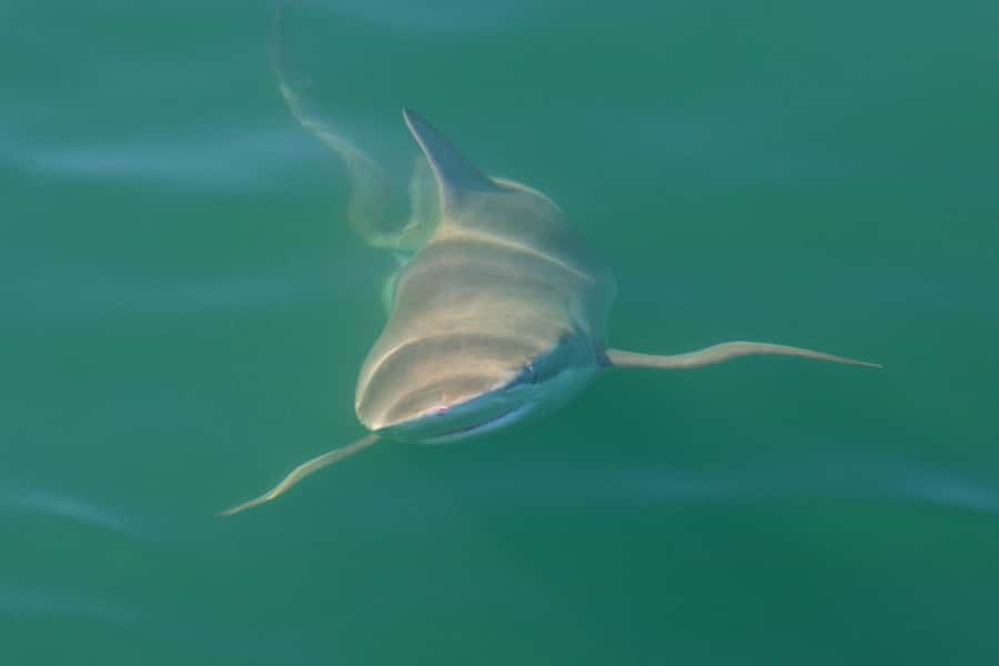 Cape Town: Shark Cage Dive - Why False Bay makes a strong shark encounter