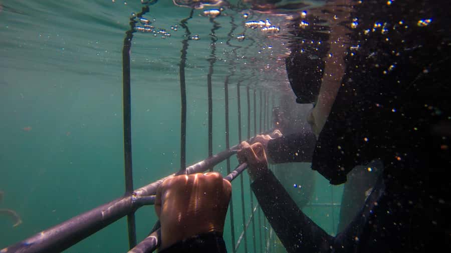 Cape Town: Shark Cage Dive - Starting at Simon’s Town Boardwalk Centre