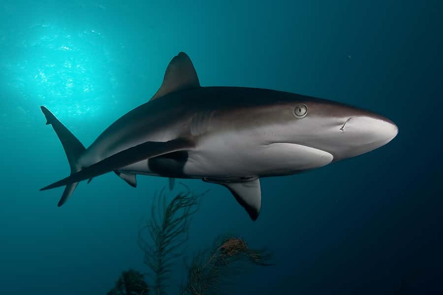 Cape Town: Shark Cage Dive - Watching the sharks from the surface cage