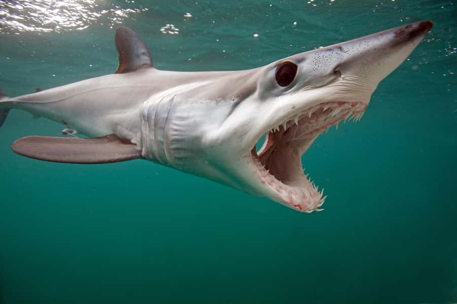 Cape Town: Shark Cage Dive - What the three-hour schedule feels like