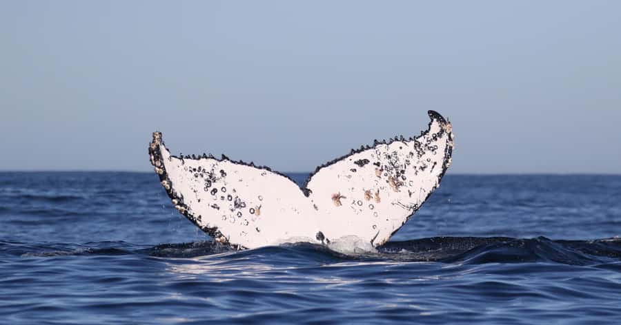 Cape Town: Shark Cage Dive - What the $274 price includes