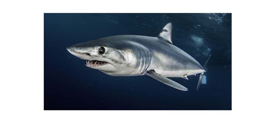 Cape Town: Shark Cage Dive - Should you book the Apex Shark Expeditions trip?